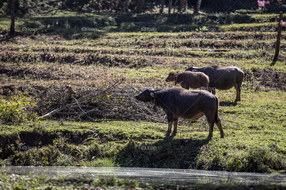 Buffalo in the farm 