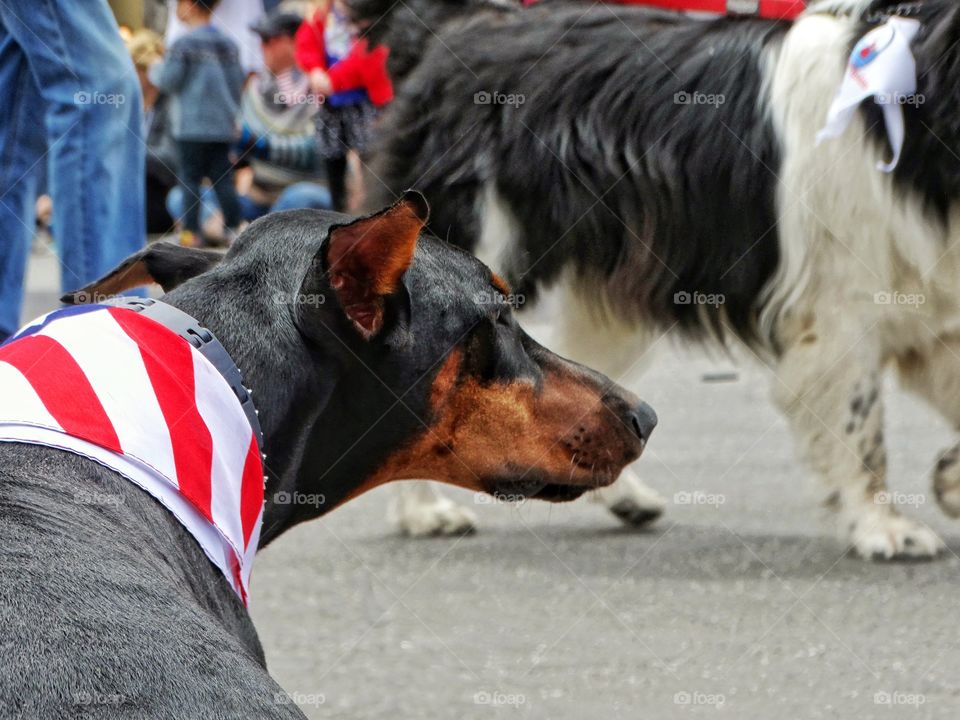 American Dog
