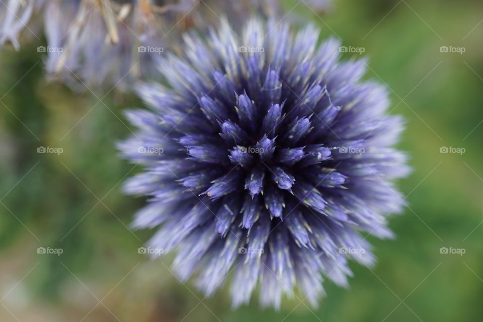 Blue Flower