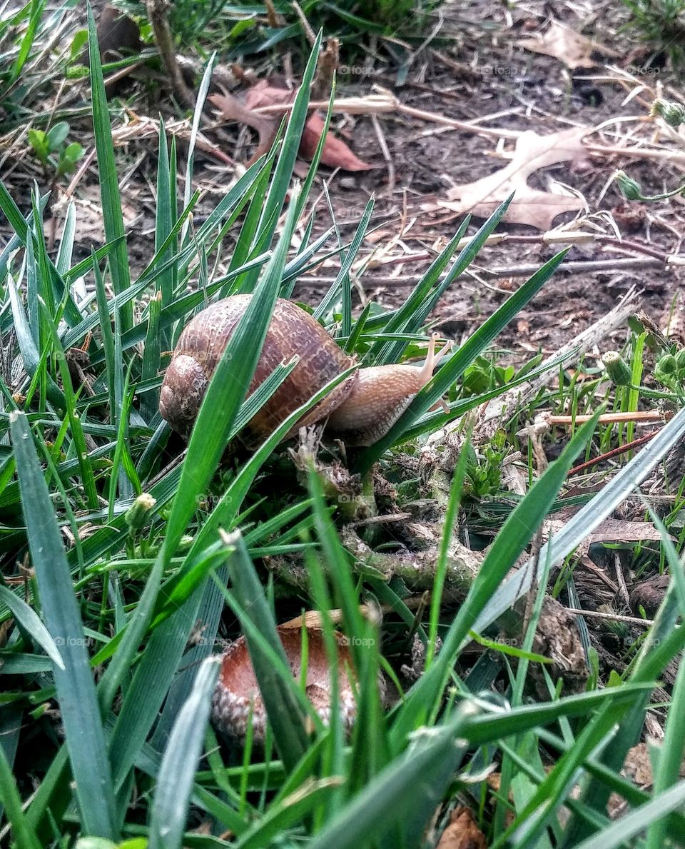 Nature, Leaf, Garden, Grass, Flora