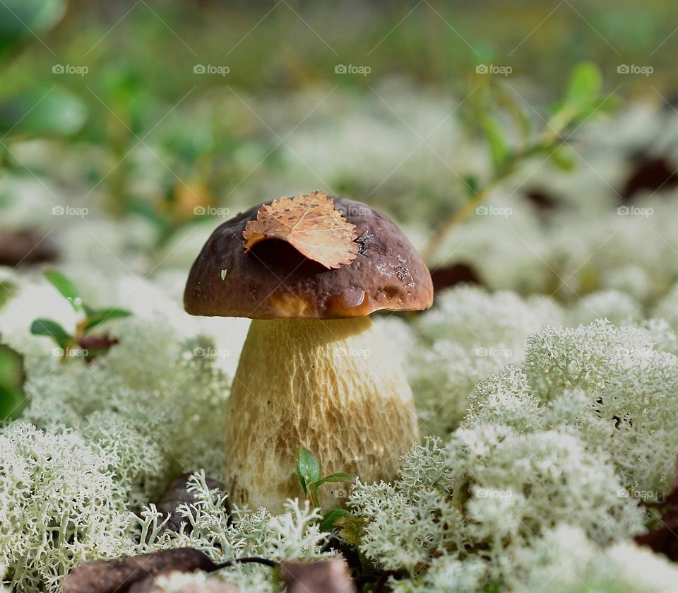 mushoom makro love tundra foto mushoom autumn
