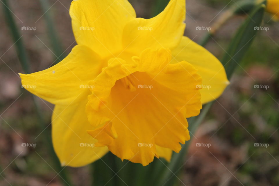 Another shot of the daffodil