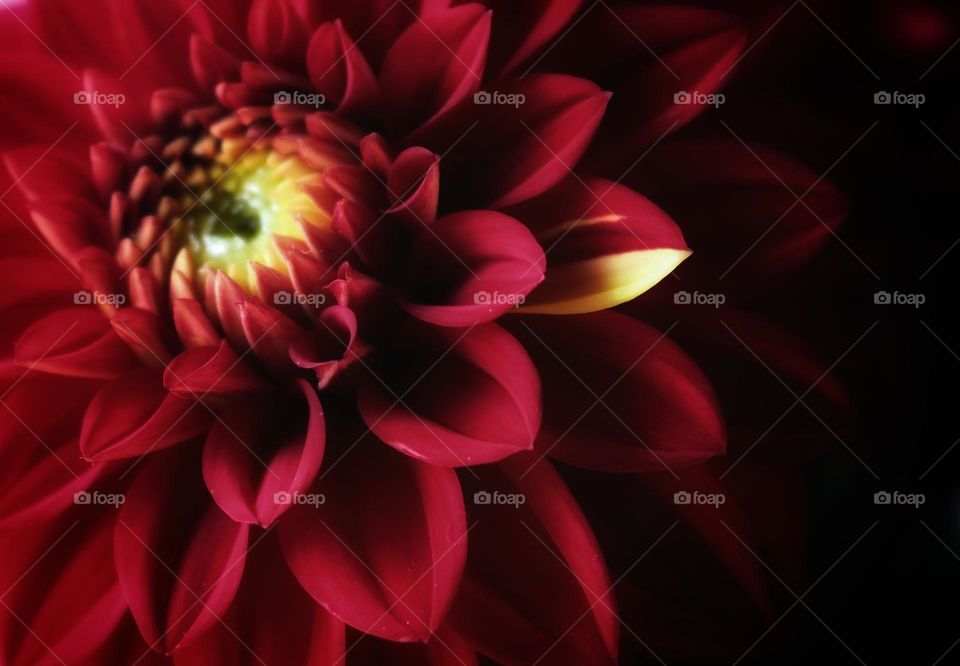 that one unique petal