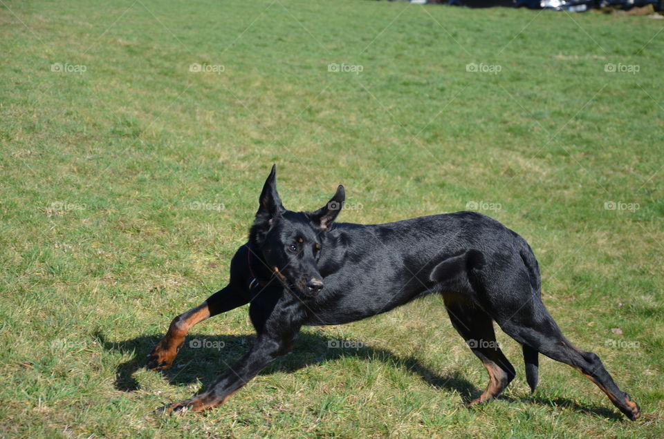 this photo taking in full action represents my black dog running but it looks like it is falling