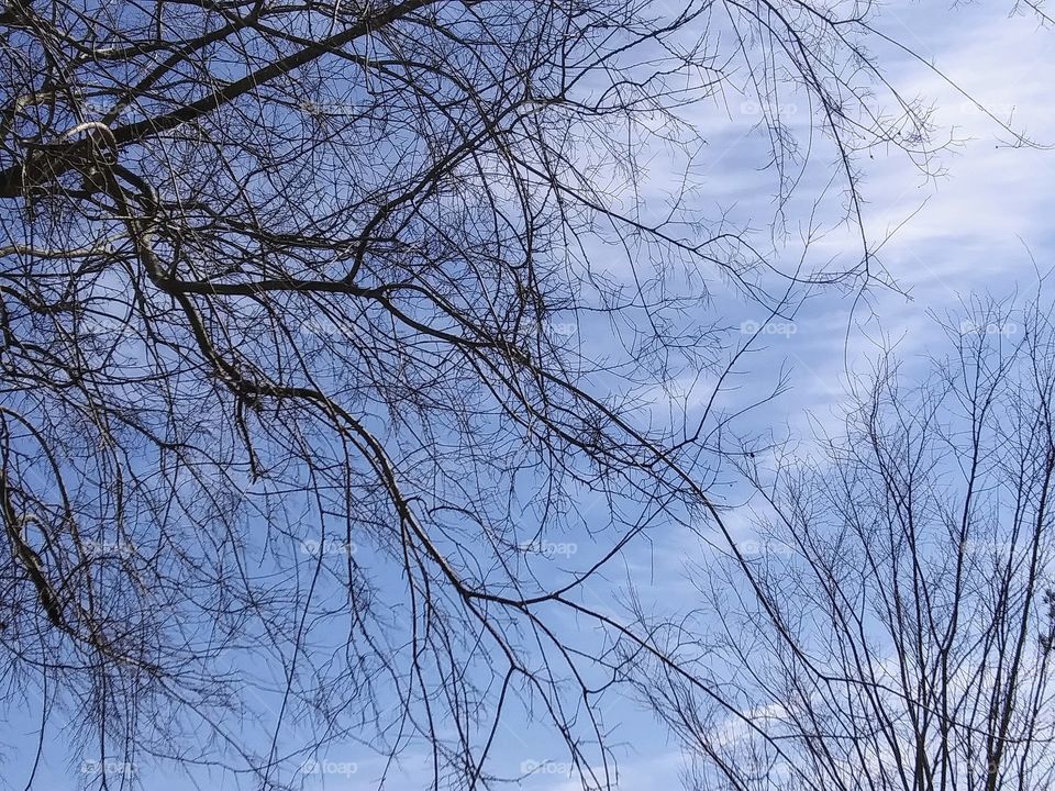 tree branches and partly cloudy sky