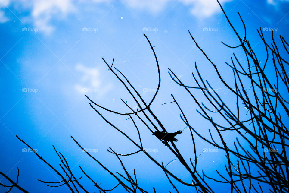 Bird on a branch- Black and blue.