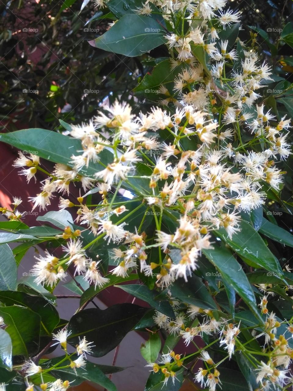 White flowers on the garden