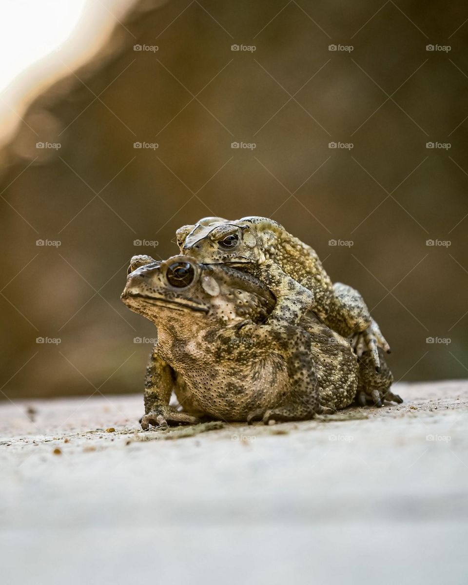 frog