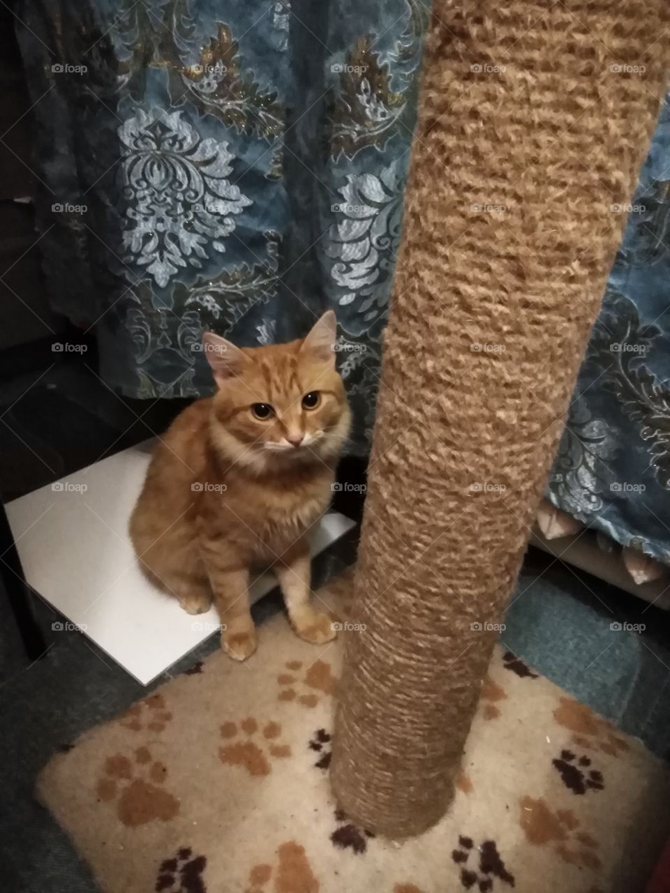 Кошка, Туся