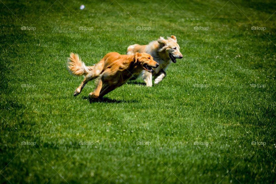 Running puppies
