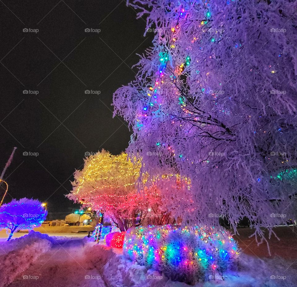 A walk down a beautifully decorated snow covered path