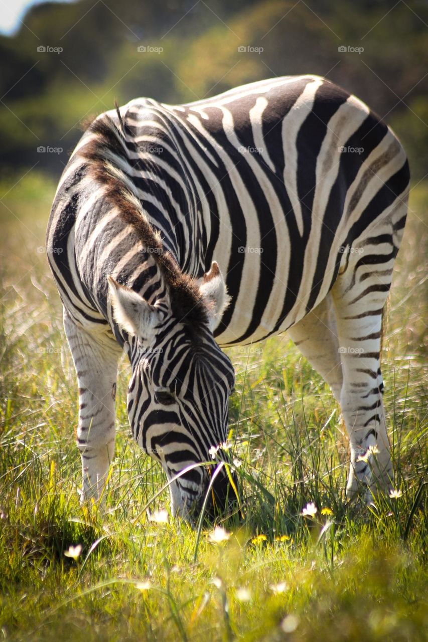 Zebra grazing on grasses