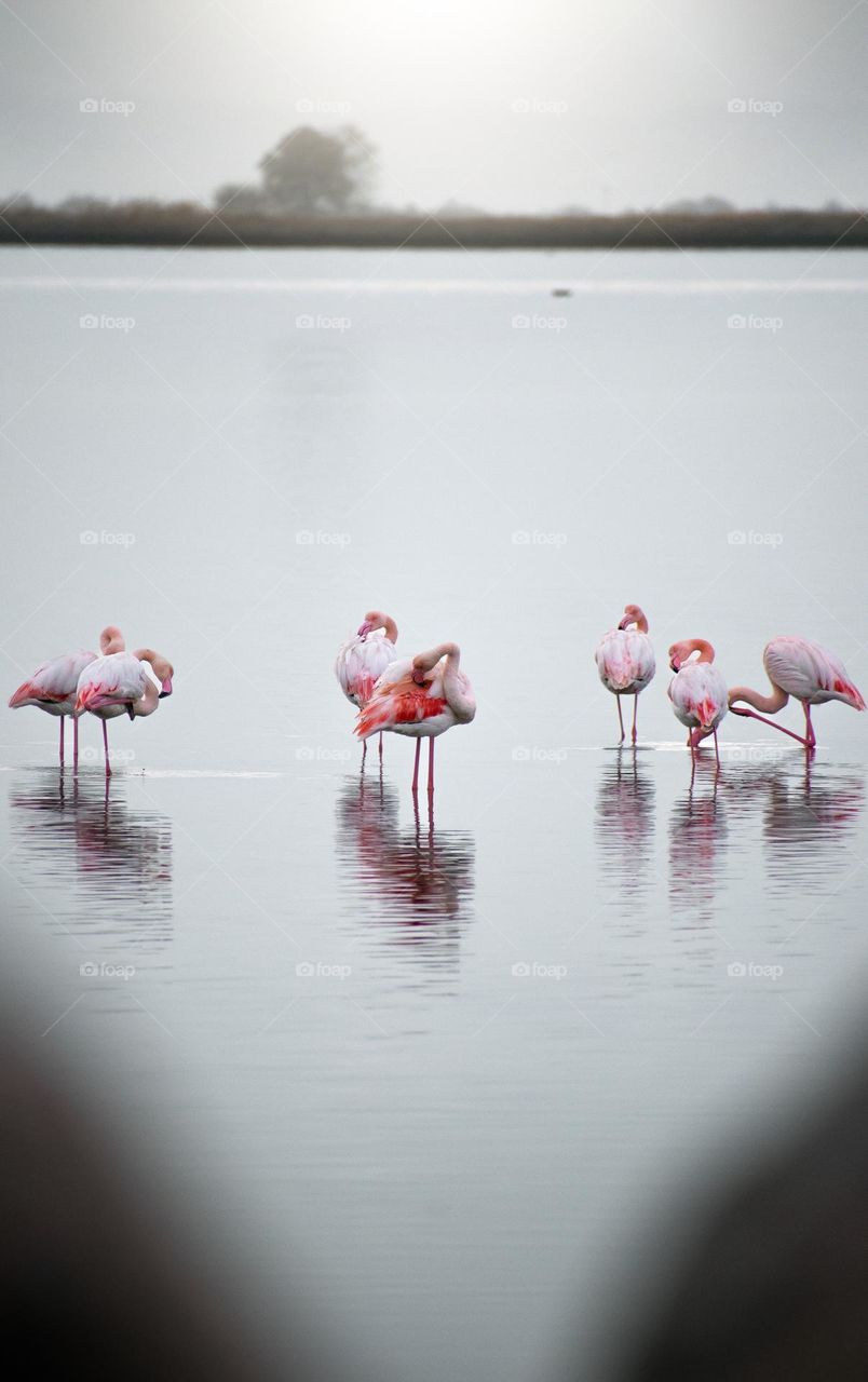 Flamingos (Phoenicopterus roseus)