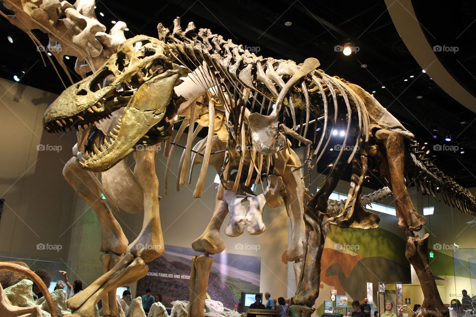 ROAR!. Dinosaur skeleton at Perot museum in Dallas, tax