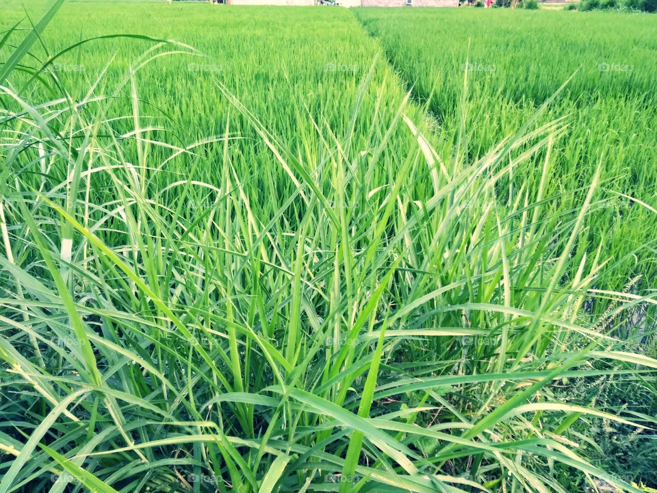 Grass