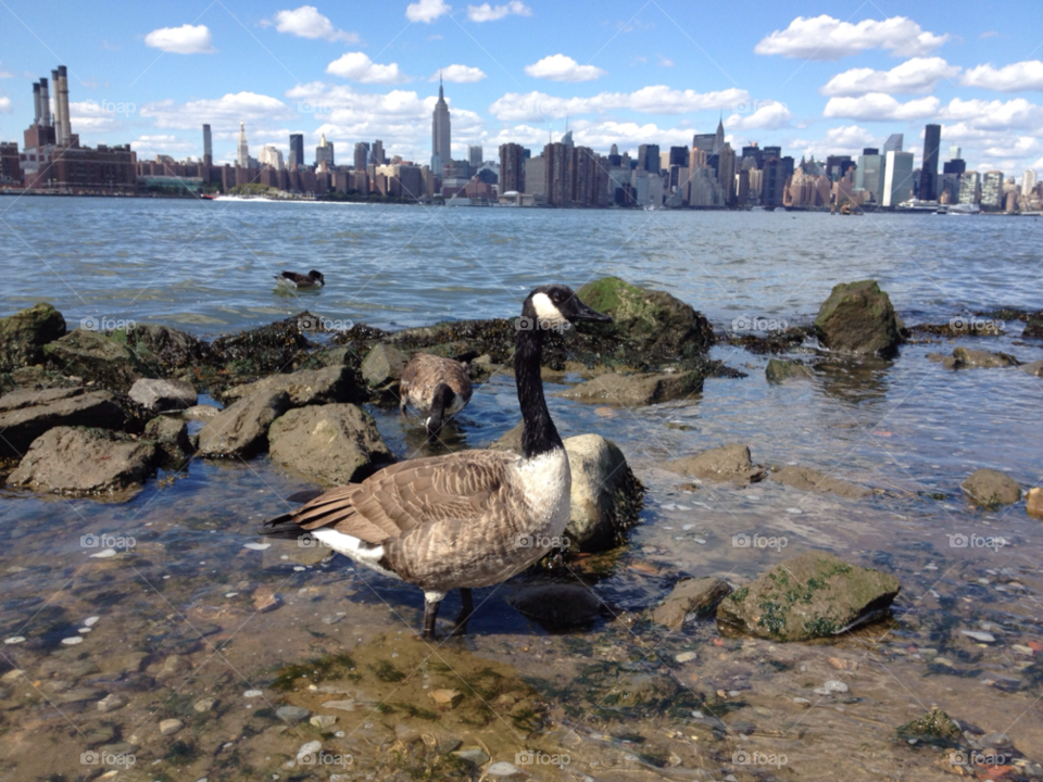 swan williamsburg east river by domina69