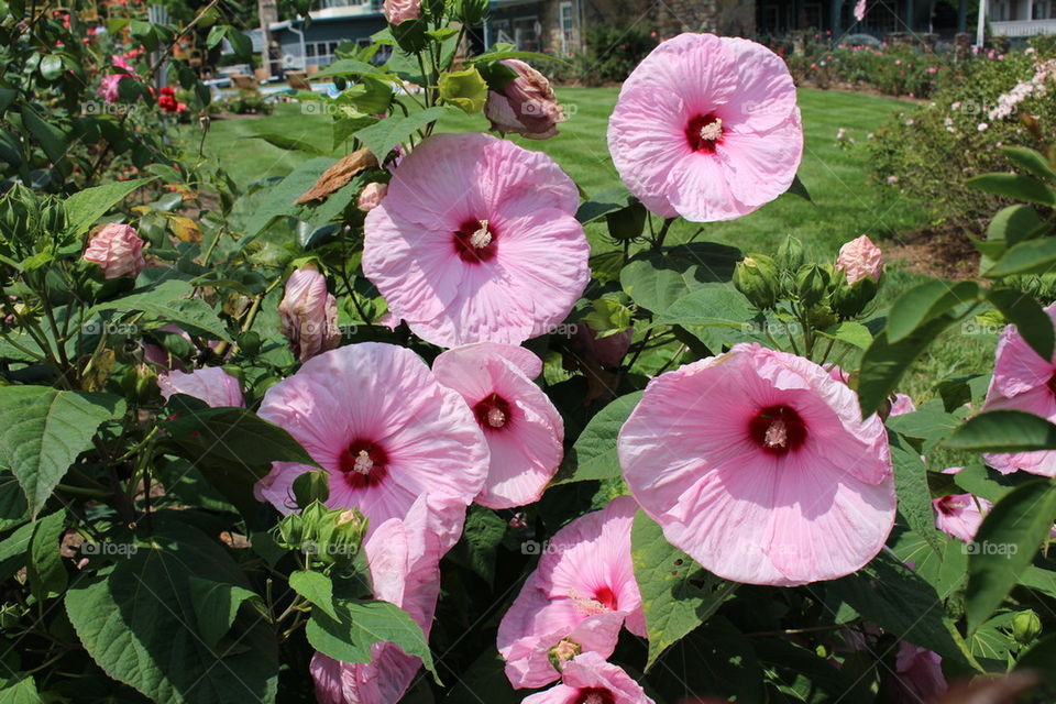 Pink hibiscus