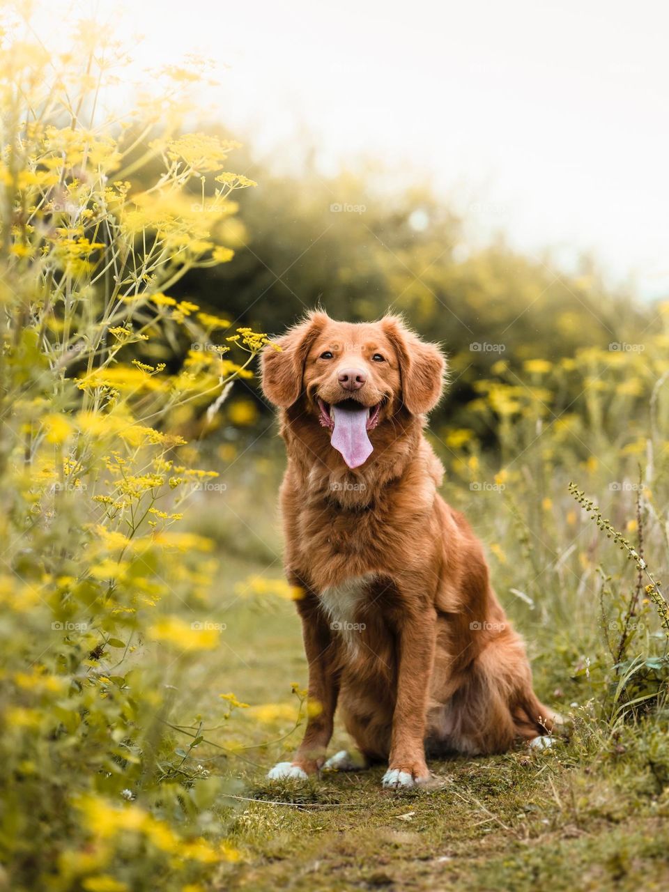 Beautiful and cute dog