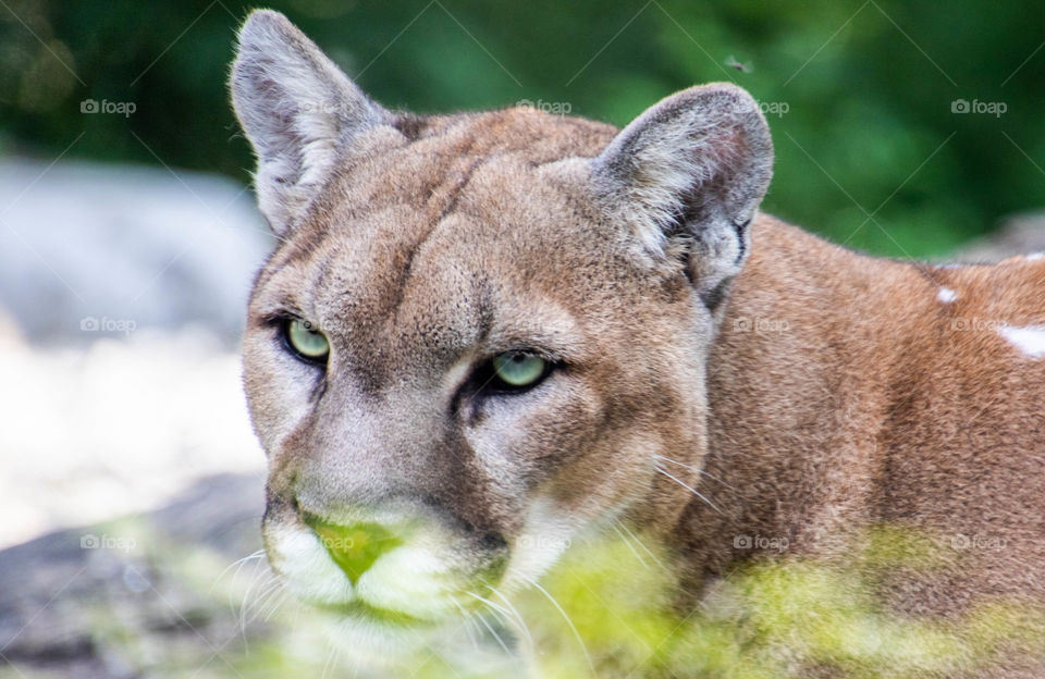 American mountain lion