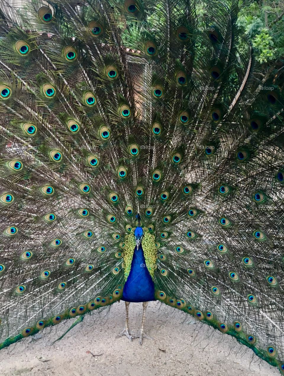 Is there anything that matches symmetry more than a peacock with open wings?  Look at this, how beautiful! / Tem coisa que combina mais com simetria do que um pavão de asas abertas? Olhe esse, que lindo!