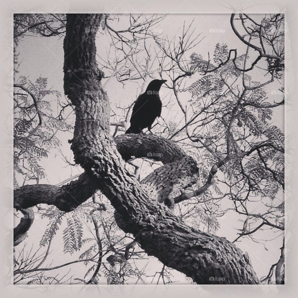 Raven at my Door