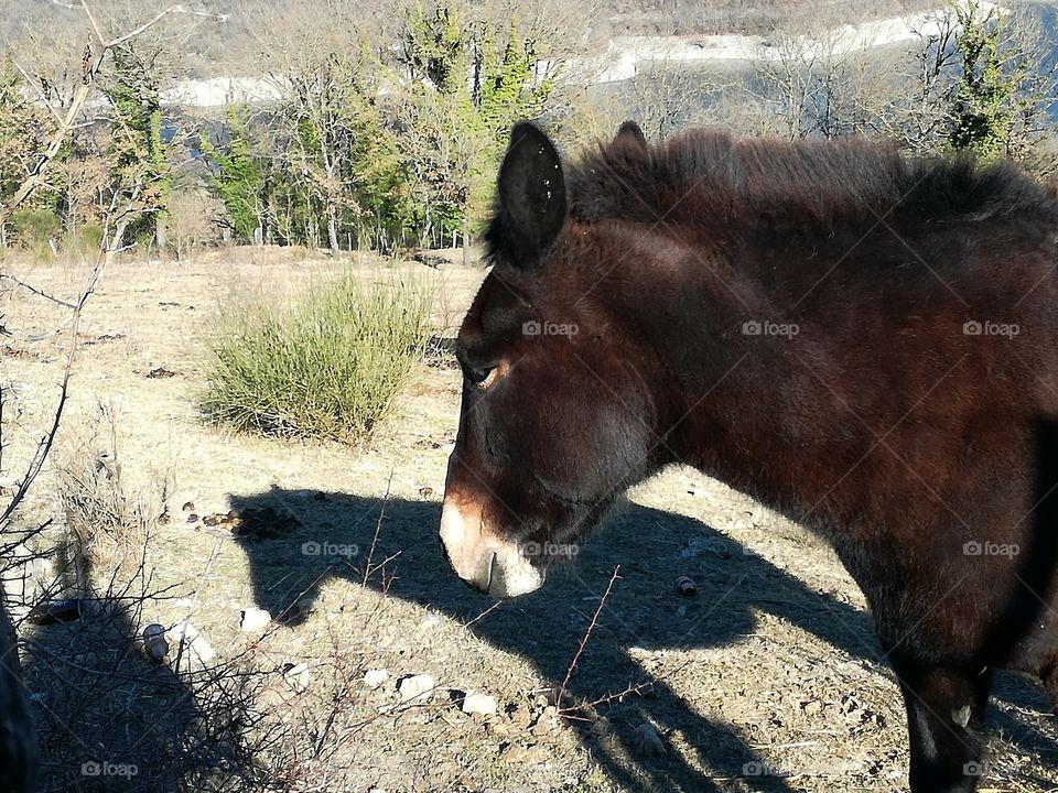 The horse head and its shadow