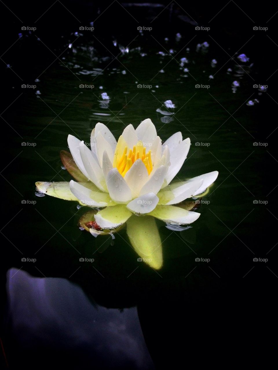 Water Lilly