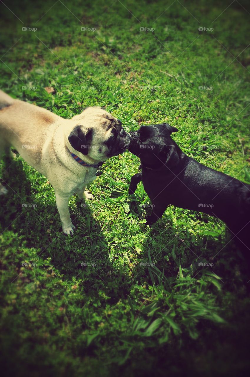 Pugs N Kisses