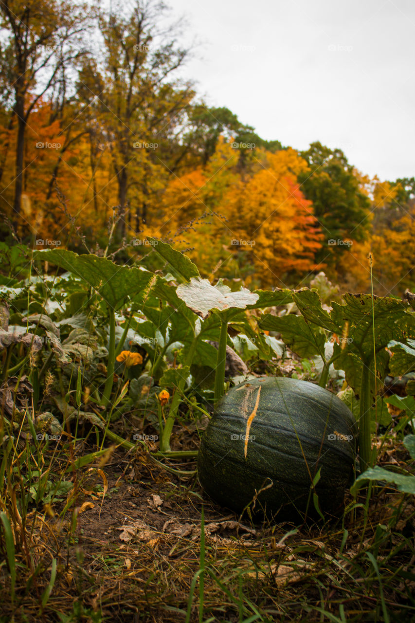 Green Gourds too!!!