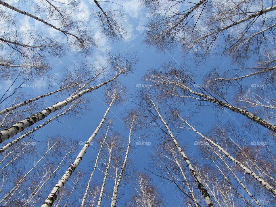 Blue sky through a spring birch copse