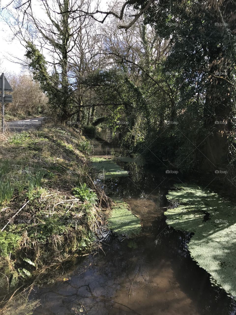 Delightful Devon stream in reflective spring sunshine.