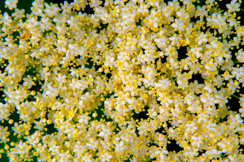 High angle view of flower