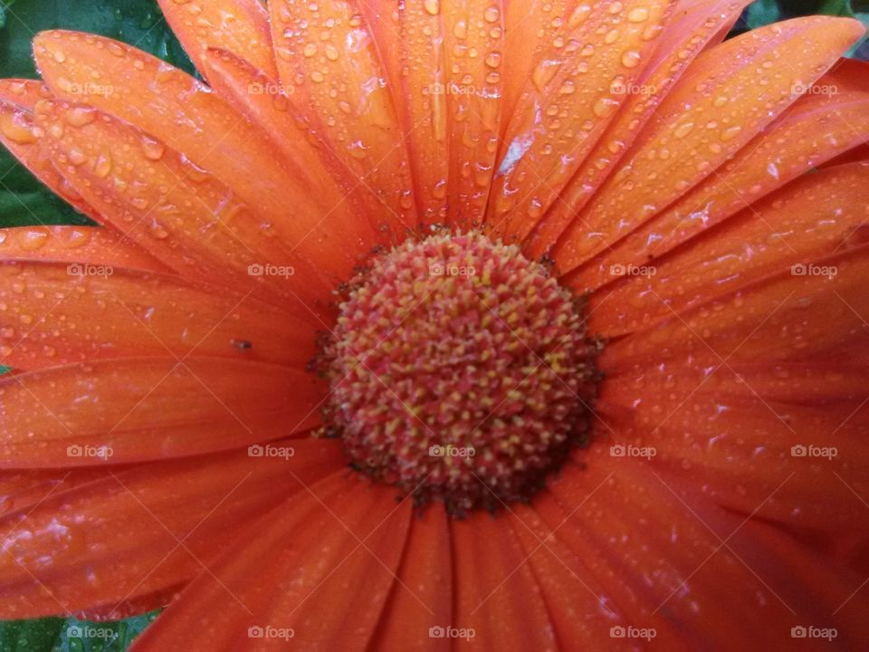 orange gerbera daisy closeup with water droplets
