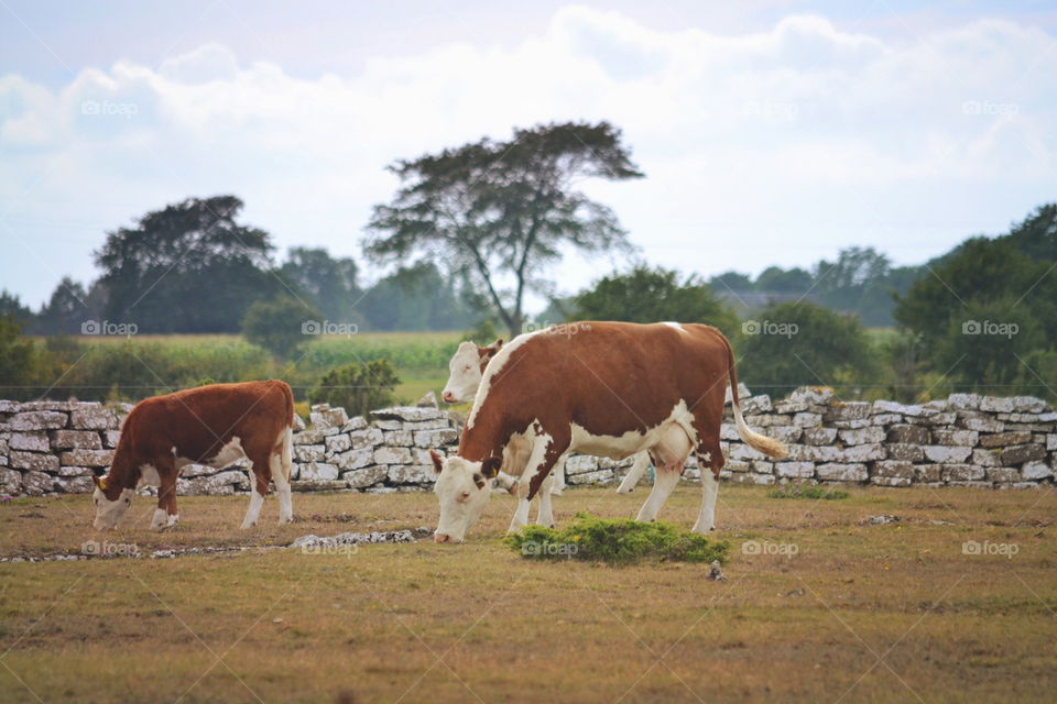 Mammal, Cow, Livestock, Agriculture, Cattle