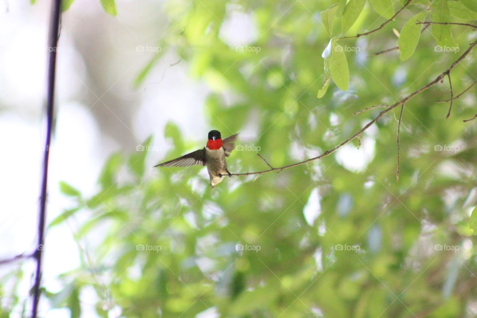 Male Ruby Throated hummingbird