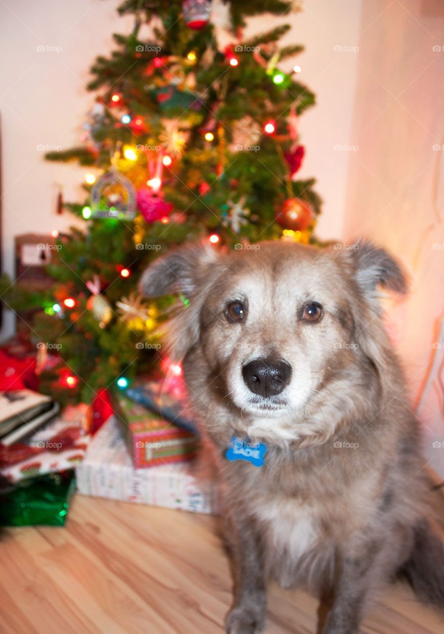 Pup and the Christmas tree 