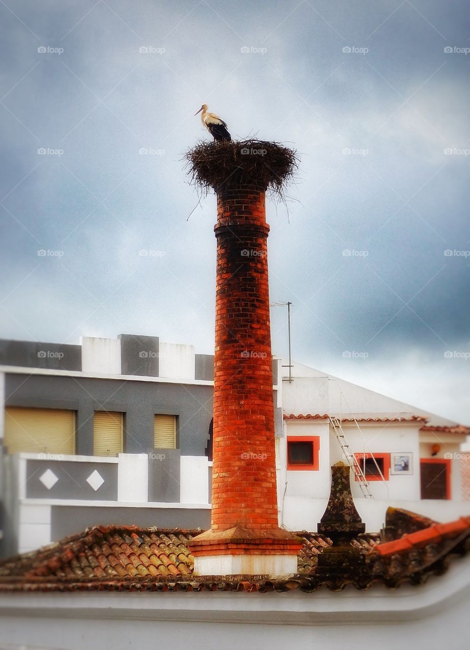 Stork Portugal