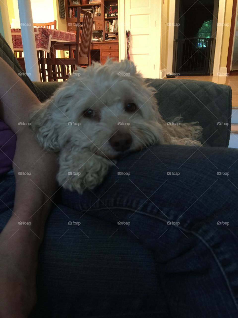 Cockapoo puppy rests on owner's lap.