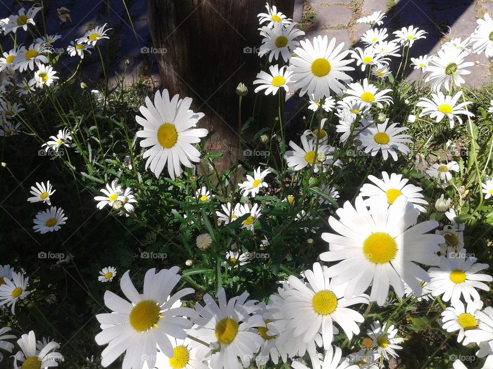 Flower, Nature, Summer, Flora, Chamomile