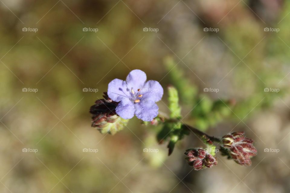 purple wildflower I saw while hiking in the springtime
