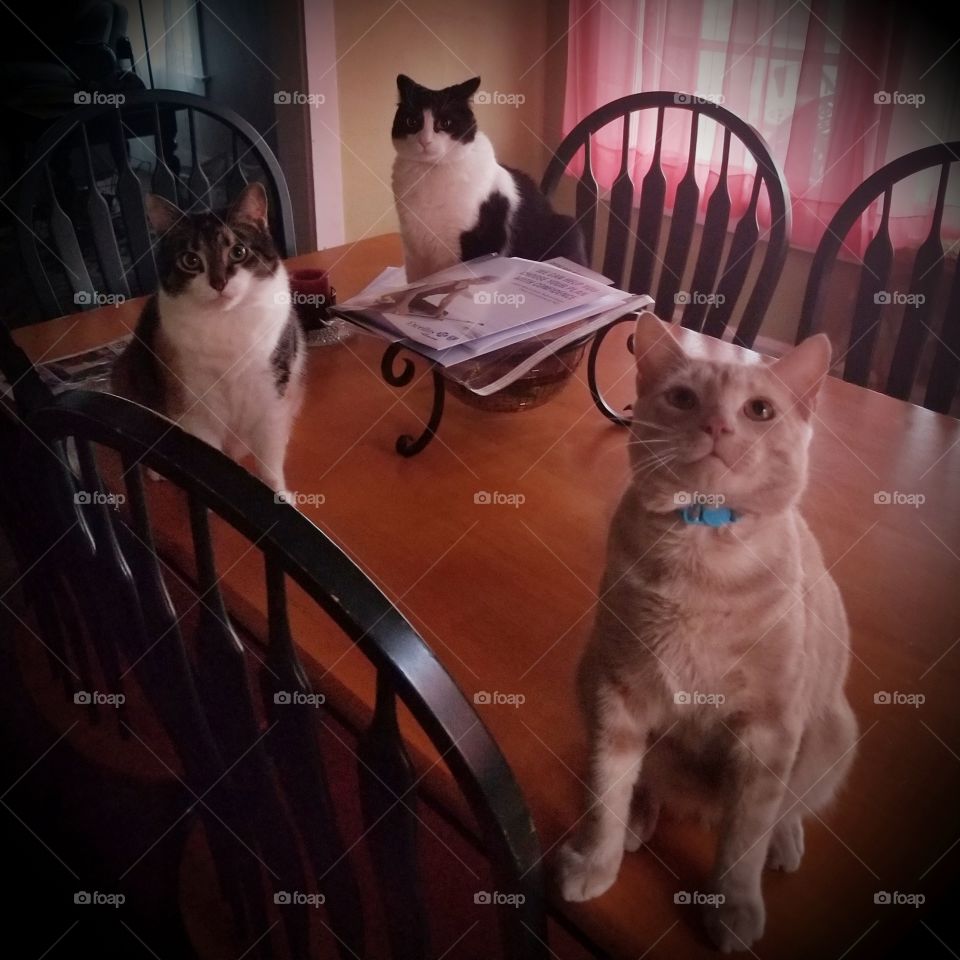 three curious kitties