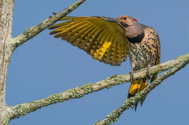 loving bird