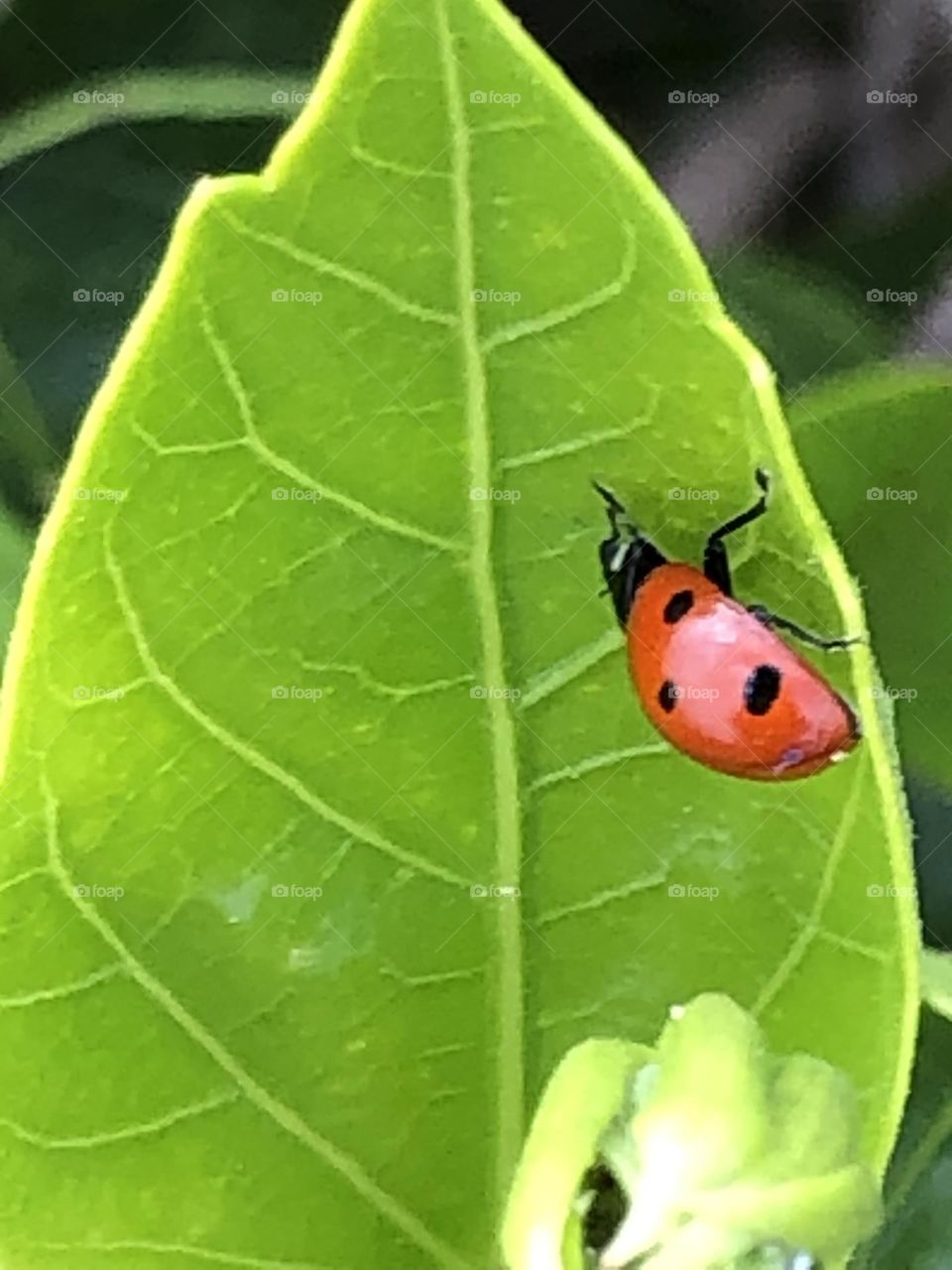 Beautiful ladybug on green leaf in spring 