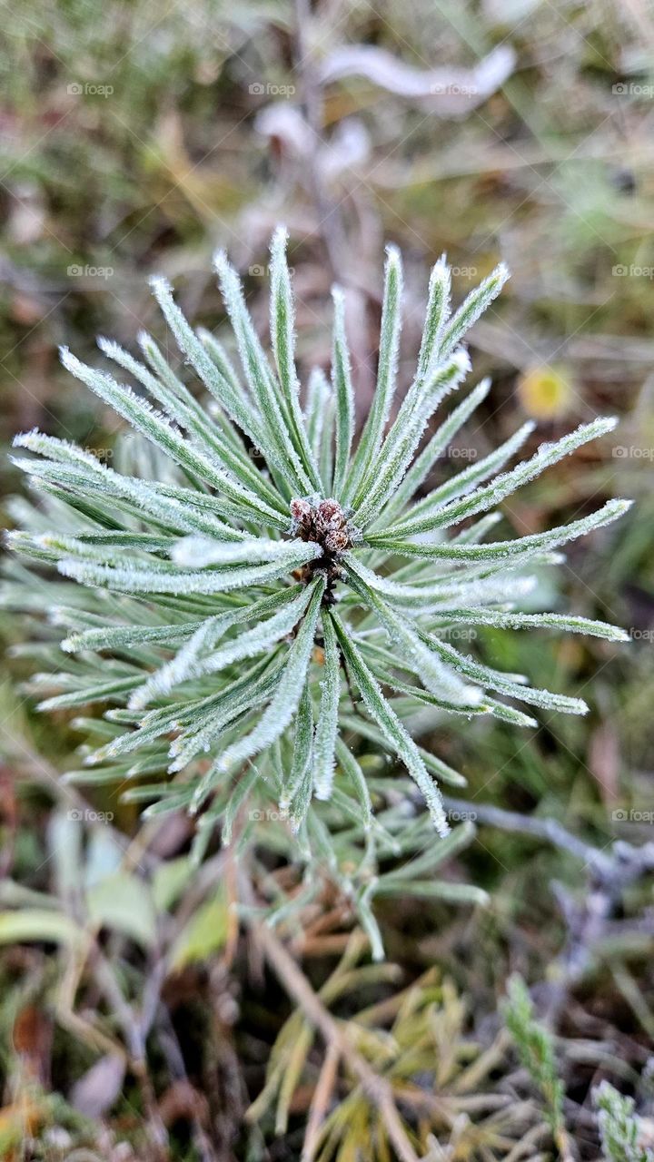The first frosts of autumn in Finnish Lapland and everything in nature is covered in a cold frost. This picture shows a pine branch and its needles