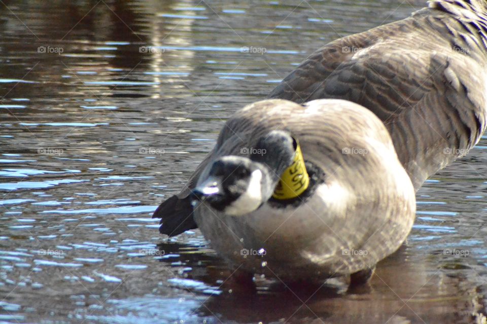 Geese fall time in Connecticut
