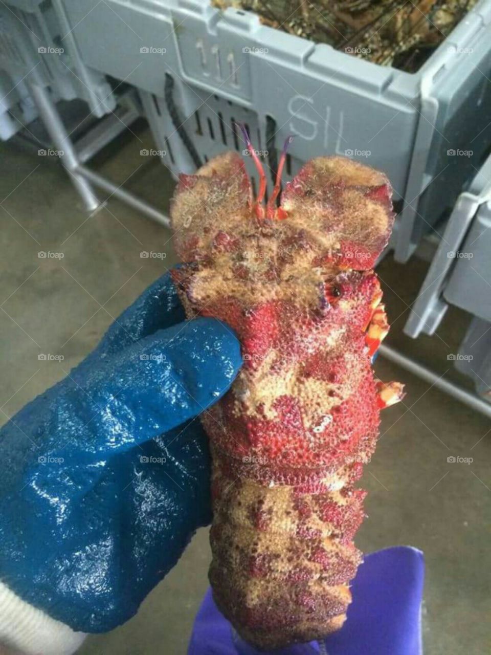 shovel head lobster