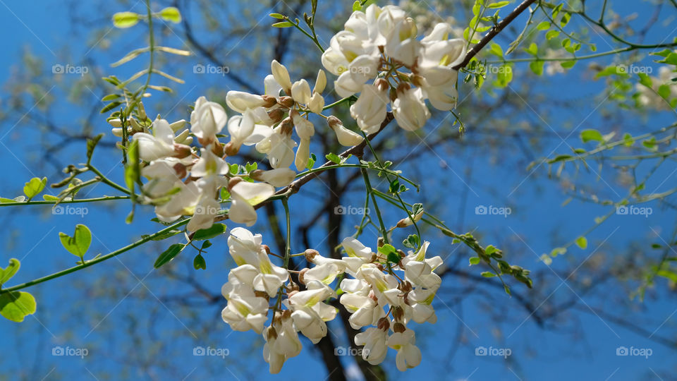 a locust tree in bloom