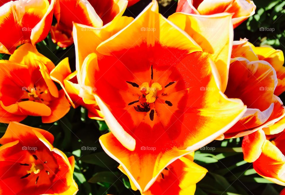 Bright tulip