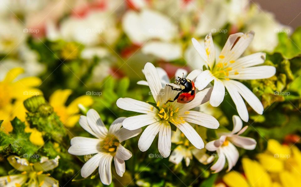 Ladybug