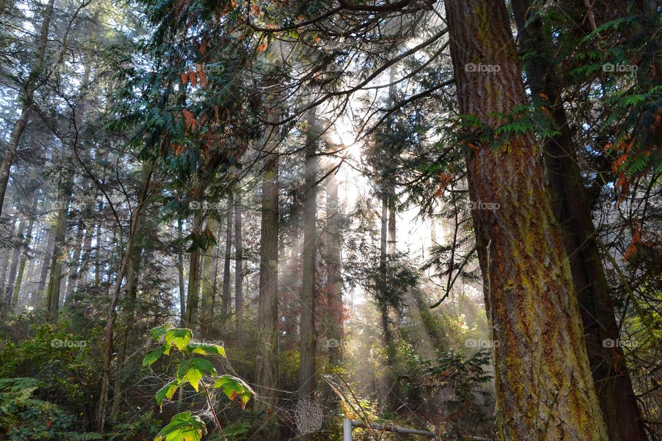 Fog, light, and spiderweb 